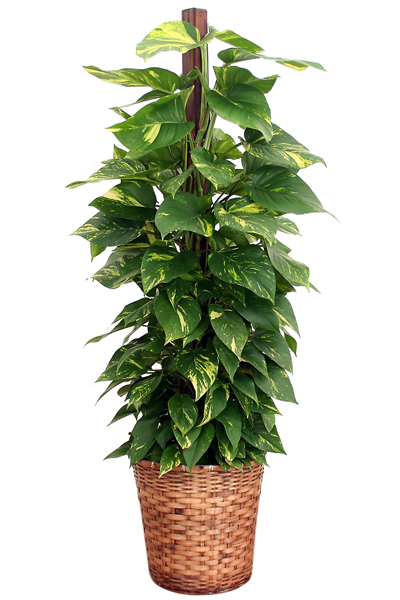 ポトス(黄金葛オウゴンカズラ) 10号鉢(バスケット)