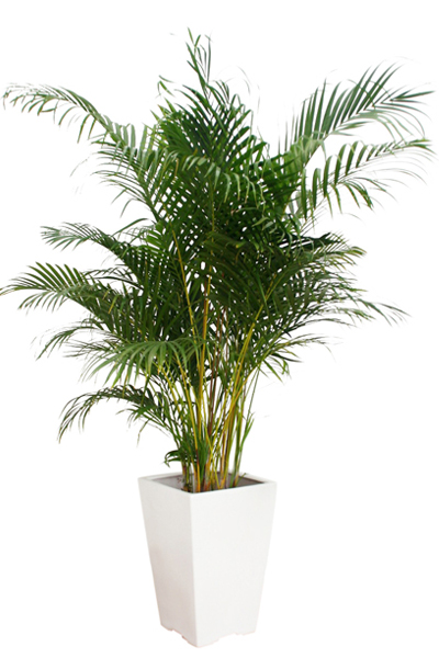 アレカヤシ 12号鉢(陶器)