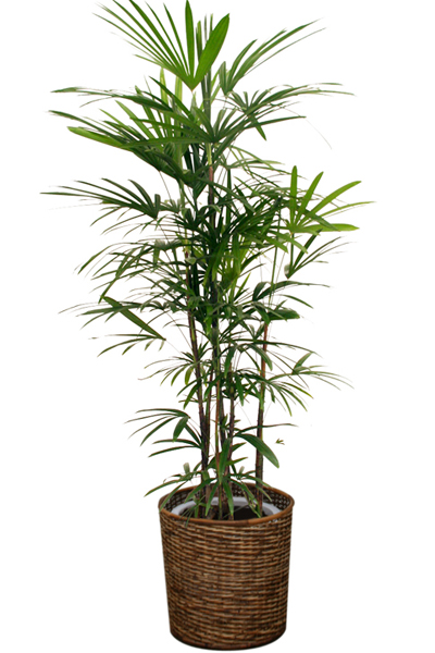 シュロチク(棕櫚竹) 10号鉢(バスケット)