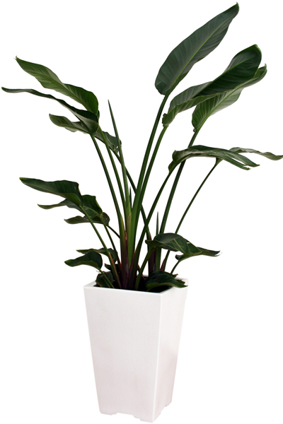 ストレチア・オーガスタ 12号鉢(陶器)