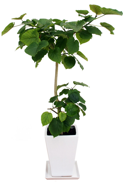 フィカス・ウンベラータ 10号鉢(陶器)